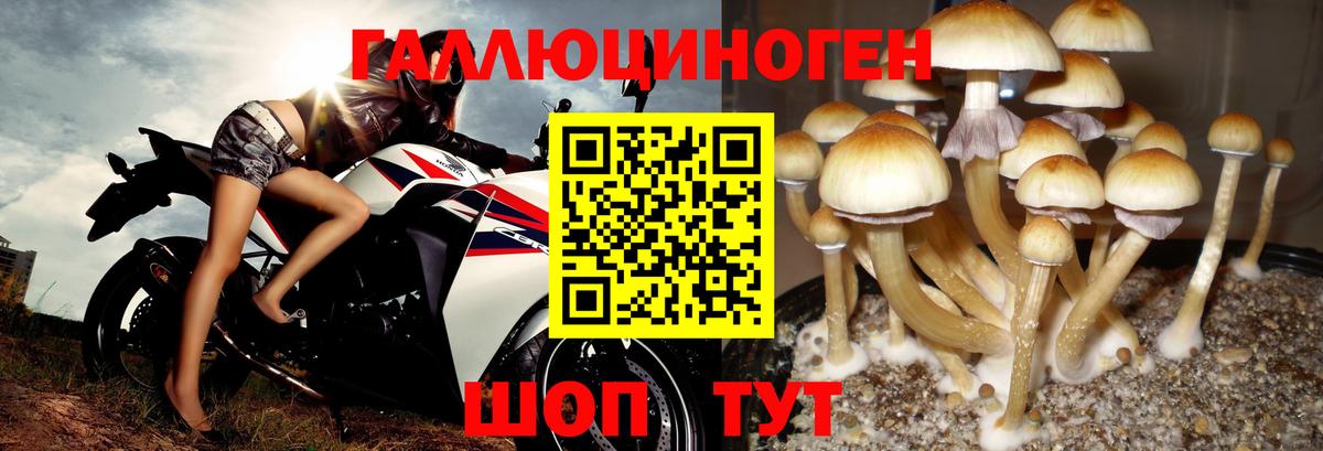 продажа наркотиков  Вход с VPN  Псилоцибиновые грибы Psilocybine cubensis  Нальчик  Псилоцибиновые грибы прущие грибы 